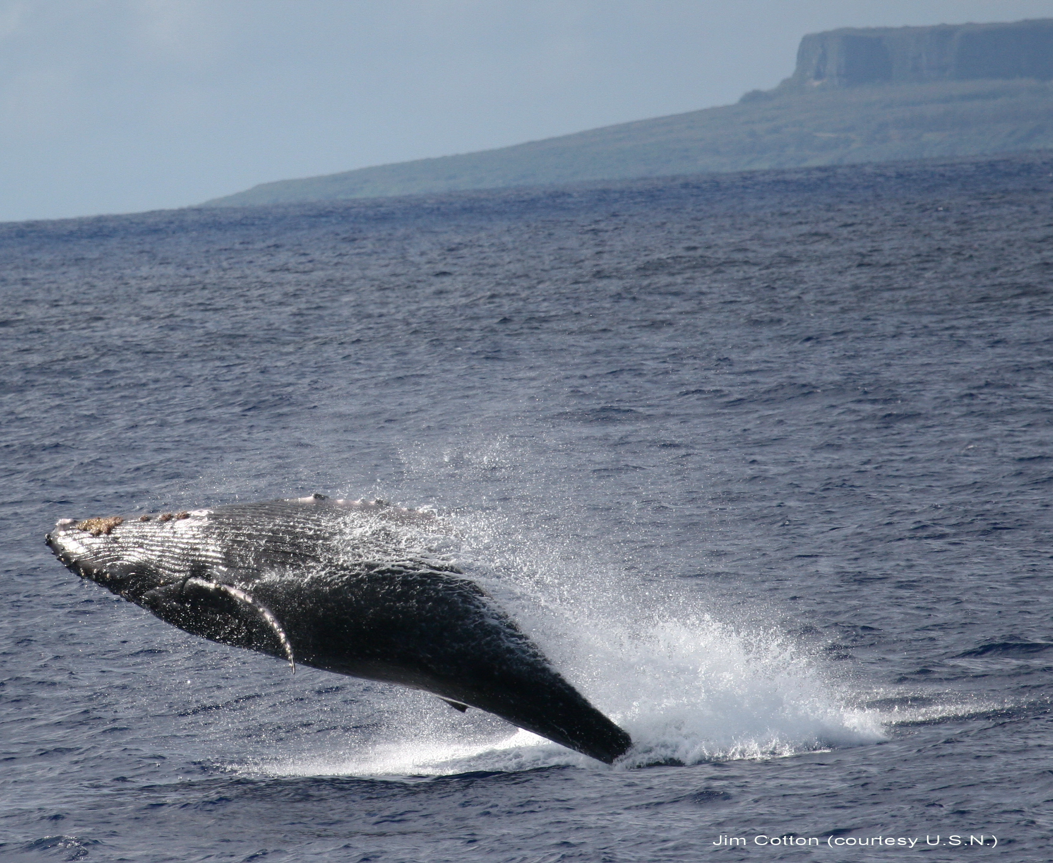 This is an image of a humpback whale near Saipan.